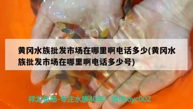 黃岡水族批發(fā)市場在哪里啊電話多少(黃岡水族批發(fā)市場在哪里啊電話多少號)