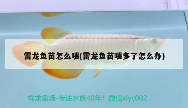 雷龍魚苗怎么喂(雷龍魚苗喂多了怎么辦) 海水魚（海水魚批發(fā)）