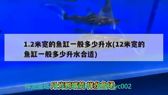 1.2米寬的魚缸一般多少升水(12米寬的魚缸一般多少升水合適) 金三間魚