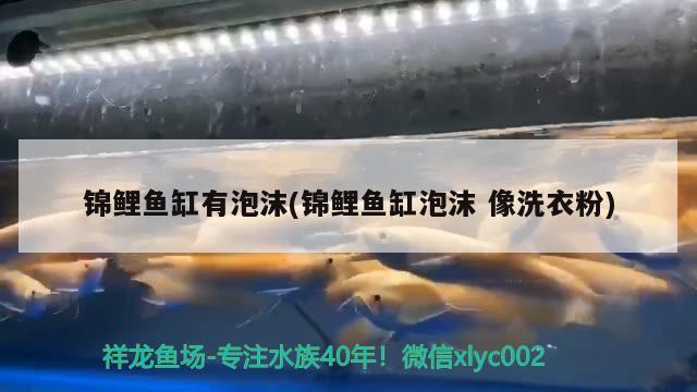 錦鯉魚(yú)缸有泡沫(錦鯉魚(yú)缸泡沫像洗衣粉)