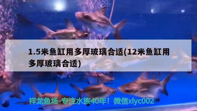 1.5米魚缸用多厚玻璃合適(12米魚缸用多厚玻璃合適) 魚缸水泵