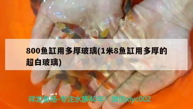 800魚缸用多厚玻璃(1米8魚缸用多厚的超白玻璃) 元寶鳳凰魚專用魚糧