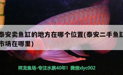 泰安賣(mài)魚(yú)缸的地方在哪個(gè)位置(泰安二手魚(yú)缸市場(chǎng)在哪里) 觀賞魚(yú)批發(fā)