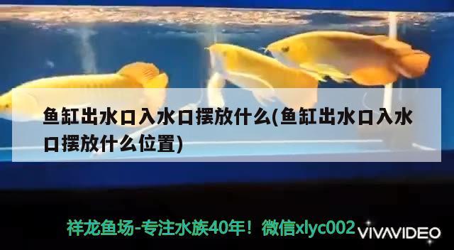 魚缸出水口入水口擺放什么(魚缸出水口入水口擺放什么位置)