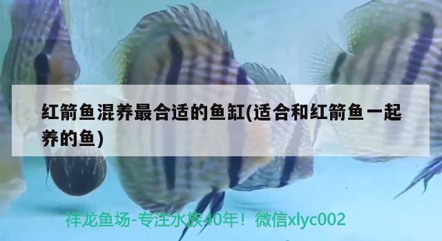 紅箭魚混養(yǎng)最合適的魚缸(適合和紅箭魚一起養(yǎng)的魚) 黃金貓魚百科