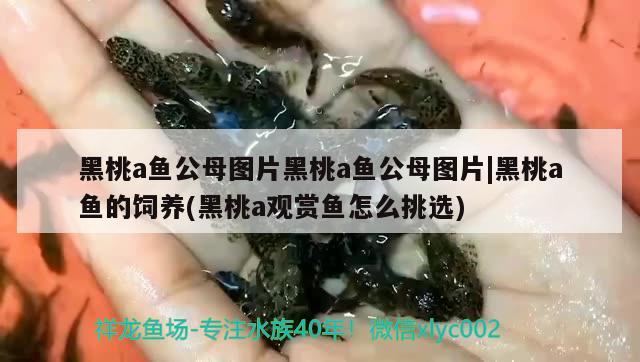 黑桃a魚公母圖片黑桃a魚公母圖片黑桃a魚的飼養(yǎng)(黑桃a觀賞魚怎么挑選) 黑桃A魚