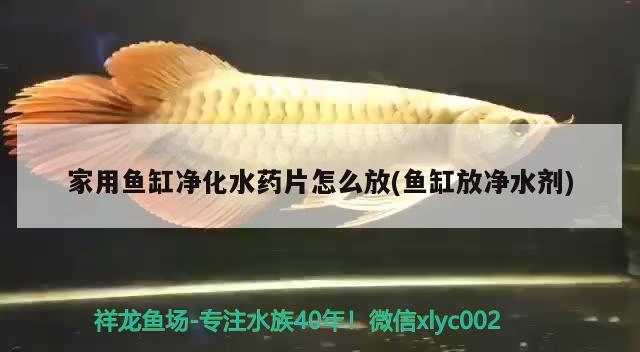 家用魚(yú)缸凈化水藥片怎么放(魚(yú)缸放凈水劑)