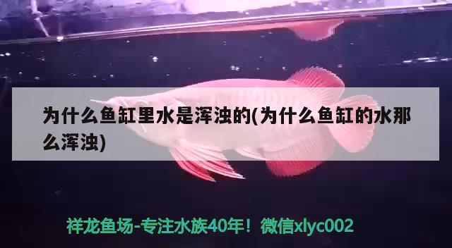 為什么魚缸里水是渾濁的(為什么魚缸的水那么渾濁) 祥龍藍(lán)珀金龍魚