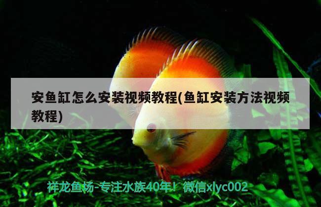 安魚缸怎么安裝視頻教程(魚缸安裝方法視頻教程)