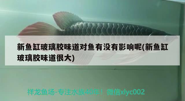 新魚(yú)缸玻璃膠味道對(duì)魚(yú)有沒(méi)有影響呢(新魚(yú)缸玻璃膠味道很大) 魟魚(yú)百科