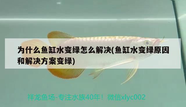 為什么魚(yú)缸水變綠怎么解決(魚(yú)缸水變綠原因和解決方案變綠) 暹羅巨鯉 第2張