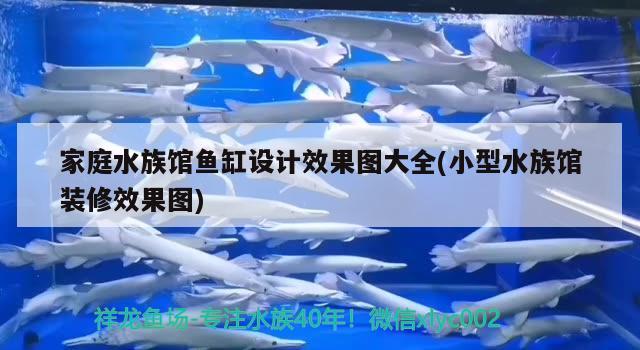 家庭水族館魚缸設(shè)計(jì)效果圖大全(小型水族館裝修效果圖) 稀有金龍魚 第3張