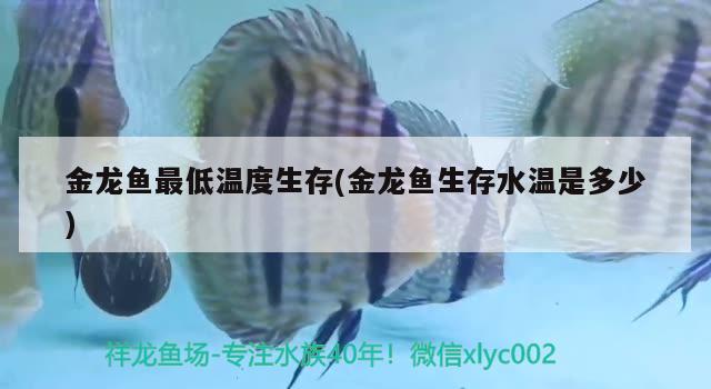 金龍魚最低溫度生存(金龍魚生存水溫是多少)