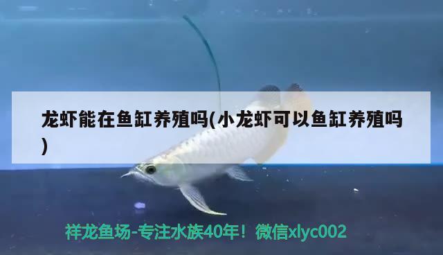 龍蝦能在魚缸養(yǎng)殖嗎(小龍蝦可以魚缸養(yǎng)殖嗎) 吉羅魚批發(fā)