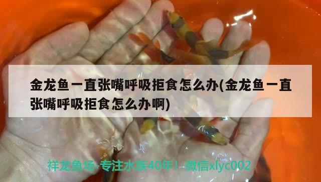 金龍魚一直張嘴呼吸拒食怎么辦(金龍魚一直張嘴呼吸拒食怎么辦啊) 白化巴西龜（白巴）