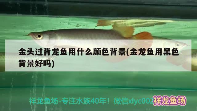 金頭過背龍魚用什么顏色背景(金龍魚用黑色背景好嗎)