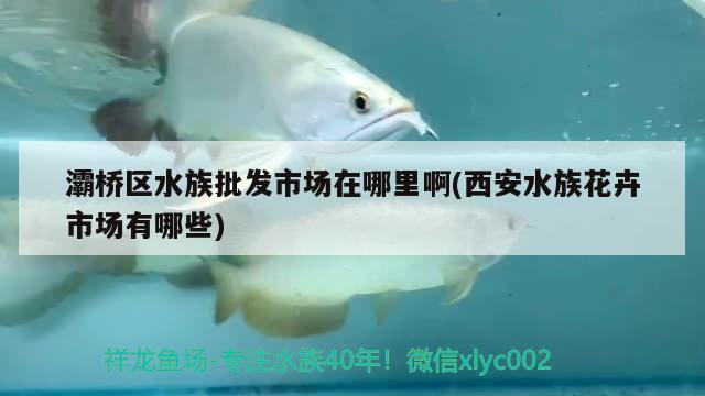 灞橋區(qū)水族批發(fā)市場(chǎng)在哪里啊(西安水族花卉市場(chǎng)有哪些) 觀賞魚(yú)水族批發(fā)市場(chǎng)