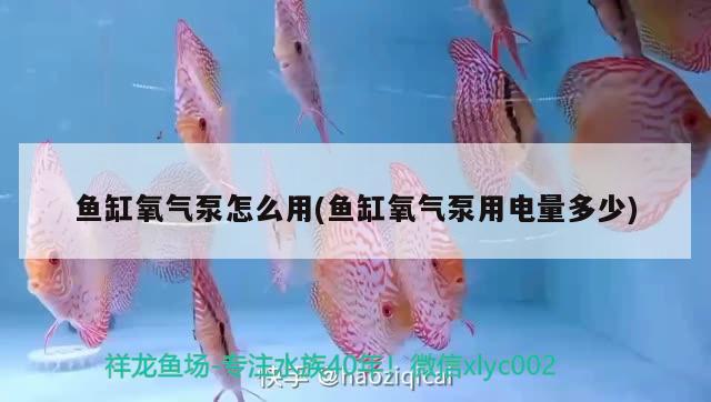 魚缸氧氣泵怎么用(魚缸氧氣泵用電量多少) 元寶鳳凰魚