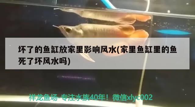 壞了的魚缸放家里影響風(fēng)水(家里魚缸里的魚死了壞風(fēng)水嗎)