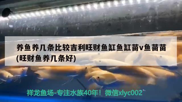 養(yǎng)魚養(yǎng)幾條比較吉利旺財(cái)魚缸魚缸苗v魚苗苗(旺財(cái)魚養(yǎng)幾條好)