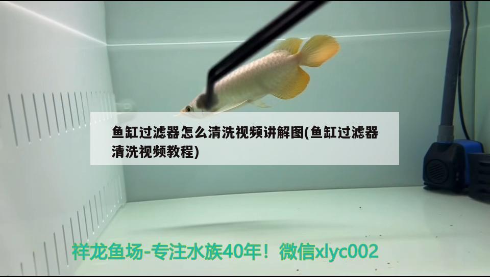 魚缸過濾器怎么清洗視頻講解圖(魚缸過濾器清洗視頻教程)