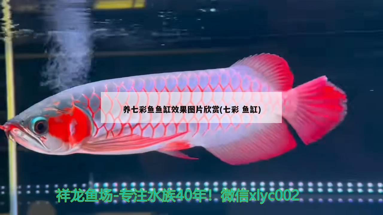 養(yǎng)七彩魚魚缸效果圖片欣賞(七彩魚缸)