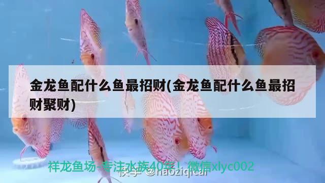 金龍魚配什么魚最招財(cái)(金龍魚配什么魚最招財(cái)聚財(cái)) 虎紋銀版魚