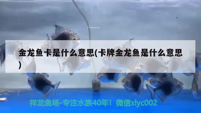 金龍魚卡是什么意思(卡牌金龍魚是什么意思) 福滿鉆魚