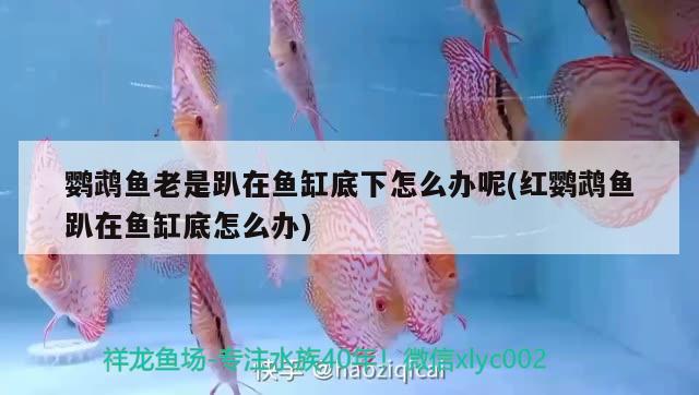 鸚鵡魚老是趴在魚缸底下怎么辦呢(紅鸚鵡魚趴在魚缸底怎么辦)