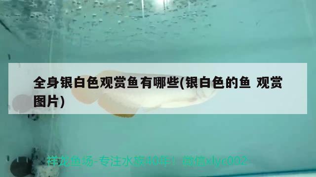 全身銀白色觀賞魚有哪些(銀白色的魚觀賞圖片)