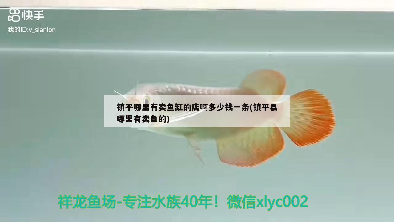 鎮(zhèn)平哪里有賣魚缸的店啊多少錢一條(鎮(zhèn)平縣哪里有賣魚的)