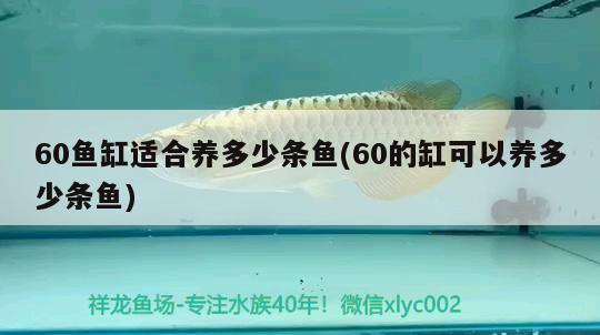 60魚缸適合養(yǎng)多少條魚(60的缸可以養(yǎng)多少條魚) 雪龍魚