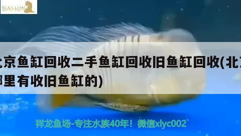 北京魚(yú)缸回收二手魚(yú)缸回收舊魚(yú)缸回收(北京哪里有收舊魚(yú)缸的) 奈及利亞紅圓點(diǎn)狗頭