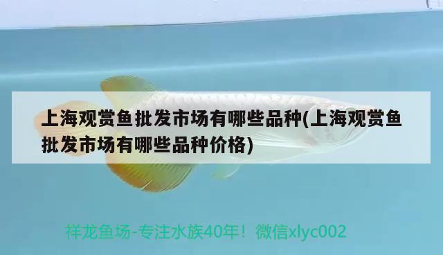 上海觀賞魚(yú)批發(fā)市場(chǎng)有哪些品種(上海觀賞魚(yú)批發(fā)市場(chǎng)有哪些品種價(jià)格) 觀賞魚(yú)批發(fā)