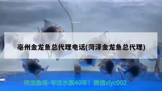 亳州金龍魚總代理電話(菏澤金龍魚總代理)