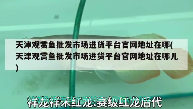 天津觀賞魚(yú)批發(fā)市場(chǎng)進(jìn)貨平臺(tái)官網(wǎng)地址在哪(天津觀賞魚(yú)批發(fā)市場(chǎng)進(jìn)貨平臺(tái)官網(wǎng)地址在哪兒) 觀賞魚(yú)批發(fā)