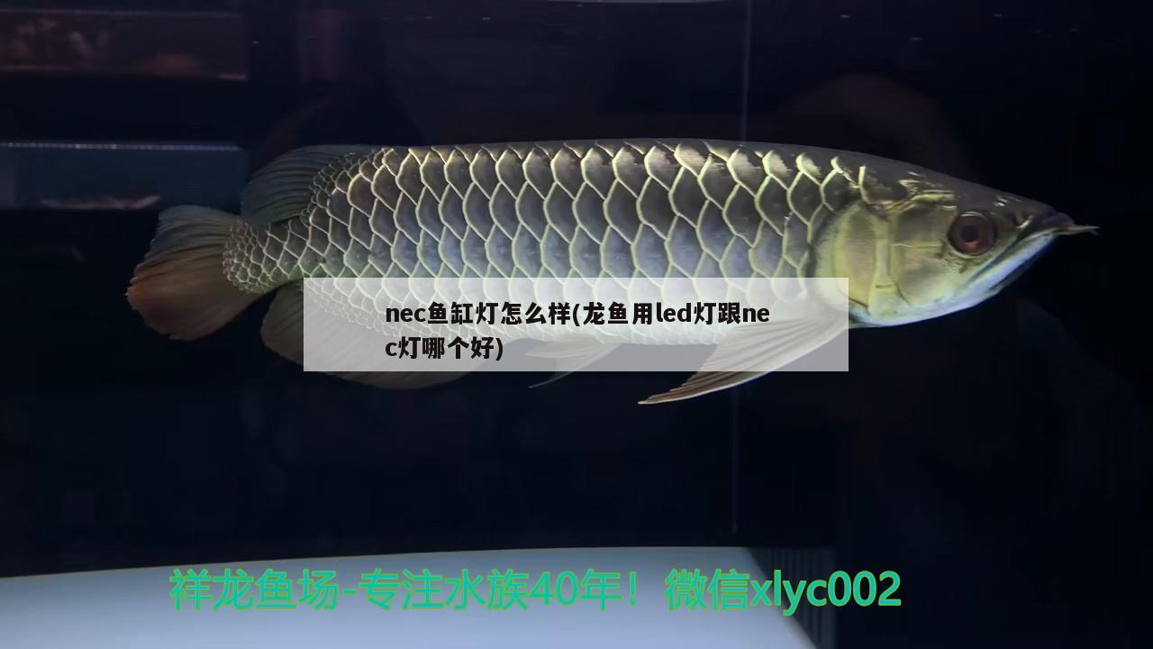 nec魚缸燈怎么樣(龍魚用led燈跟nec燈哪個好)