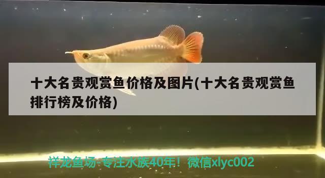 十大名貴觀賞魚(yú)價(jià)格及圖片(十大名貴觀賞魚(yú)排行榜及價(jià)格)