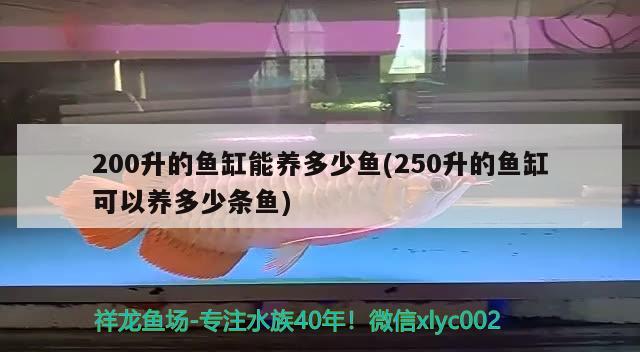 200升的魚缸能養(yǎng)多少魚(250升的魚缸可以養(yǎng)多少條魚)