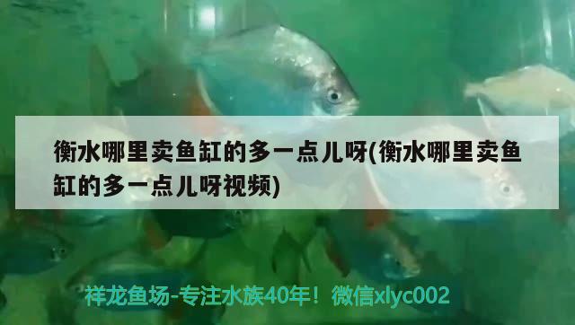 衡水哪里賣魚缸的多一點兒呀(衡水哪里賣魚缸的多一點兒呀視頻) 泰國虎魚（泰虎）