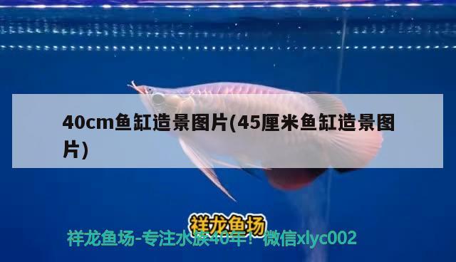 40cm魚缸造景圖片(45厘米魚缸造景圖片) 大白鯊魚苗