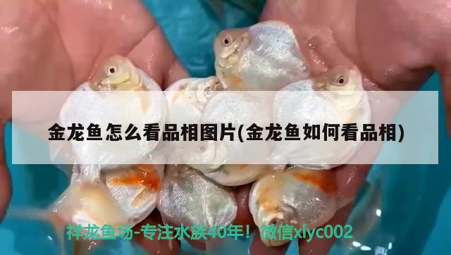 金龍魚怎么看品相圖片(金龍魚如何看品相)