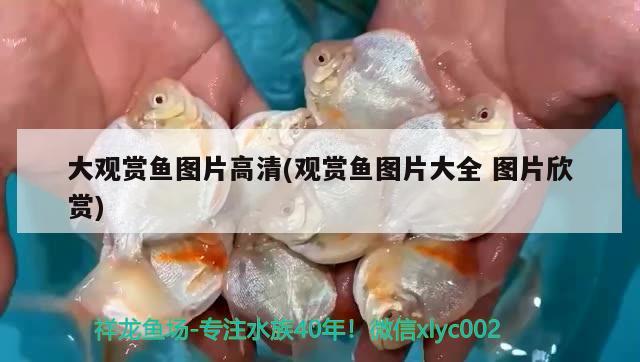 大觀賞魚(yú)圖片高清(觀賞魚(yú)圖片大全圖片欣賞)