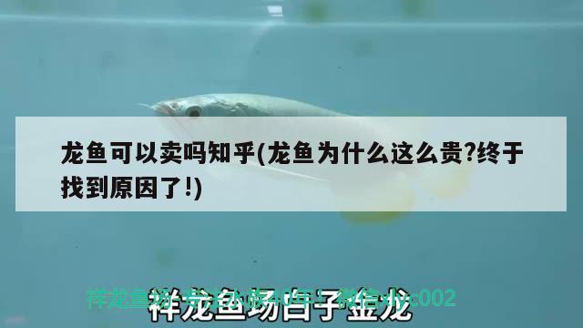 龍魚可以賣嗎知乎(龍魚為什么這么貴？終于找到原因了!) 二氧化碳設(shè)備