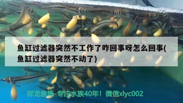 魚缸過濾器突然不工作了咋回事呀怎么回事(魚缸過濾器突然不動了) 肺魚