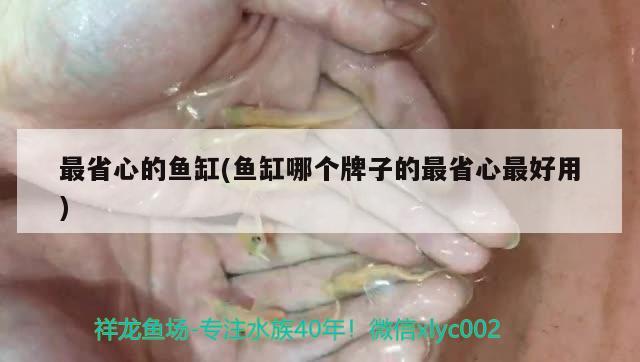 最省心的魚缸(魚缸哪個牌子的最省心最好用)