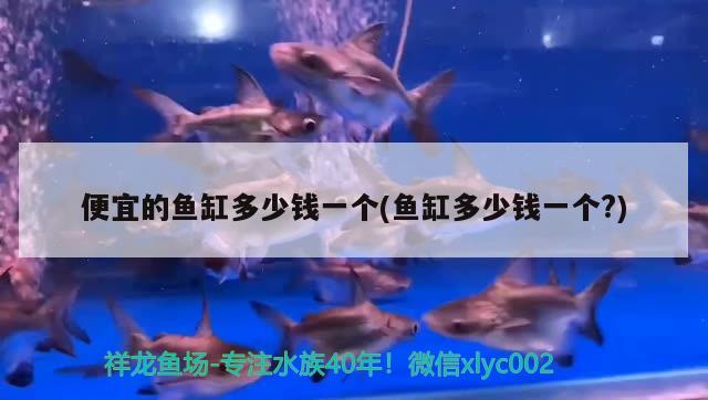 便宜的魚(yú)缸多少錢(qián)一個(gè)(魚(yú)缸多少錢(qián)一個(gè)?) 非洲金鼓魚(yú)