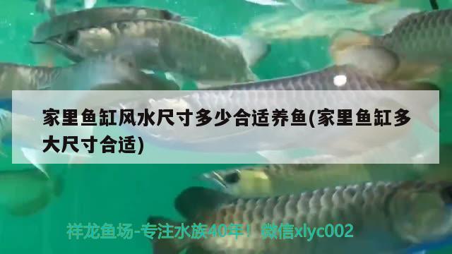 家里魚(yú)缸風(fēng)水尺寸多少合適養(yǎng)魚(yú)(家里魚(yú)缸多大尺寸合適) 魚(yú)缸風(fēng)水