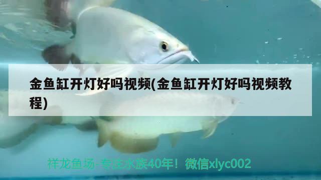 金魚缸開燈好嗎視頻(金魚缸開燈好嗎視頻教程)