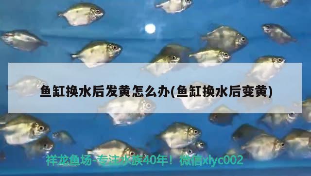 魚缸換水后發(fā)黃怎么辦(魚缸換水后變黃)